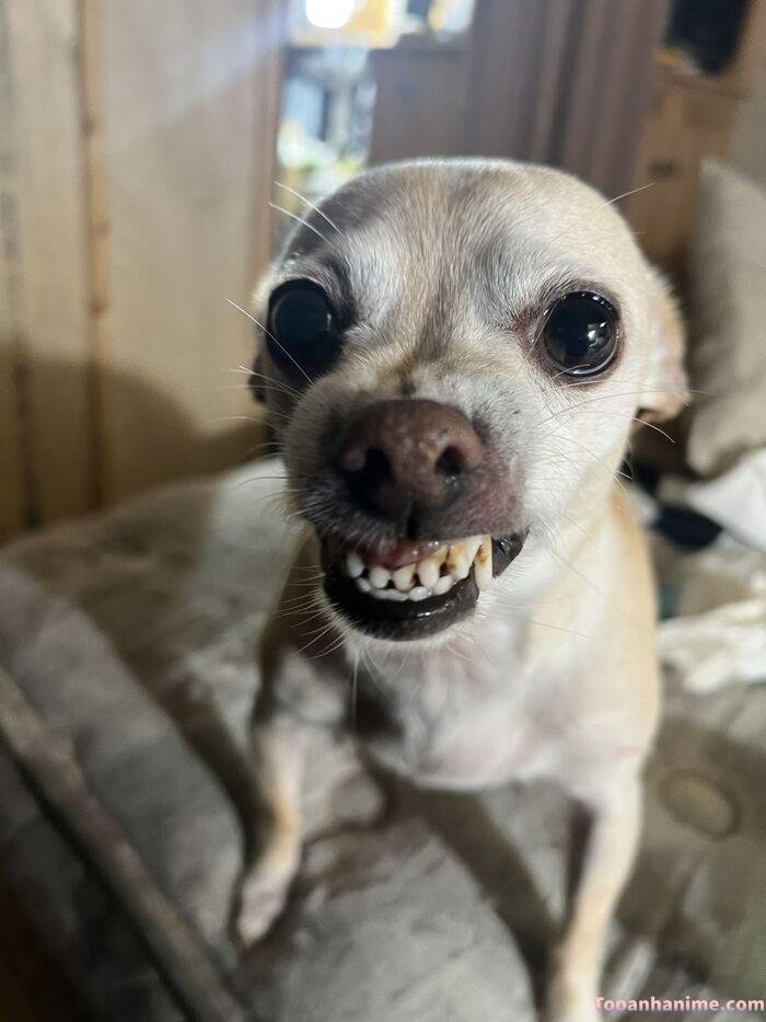 meme chó cười kiểu mỉa mai