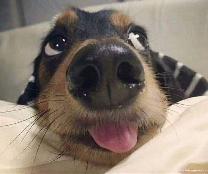 meme chó cười ngố