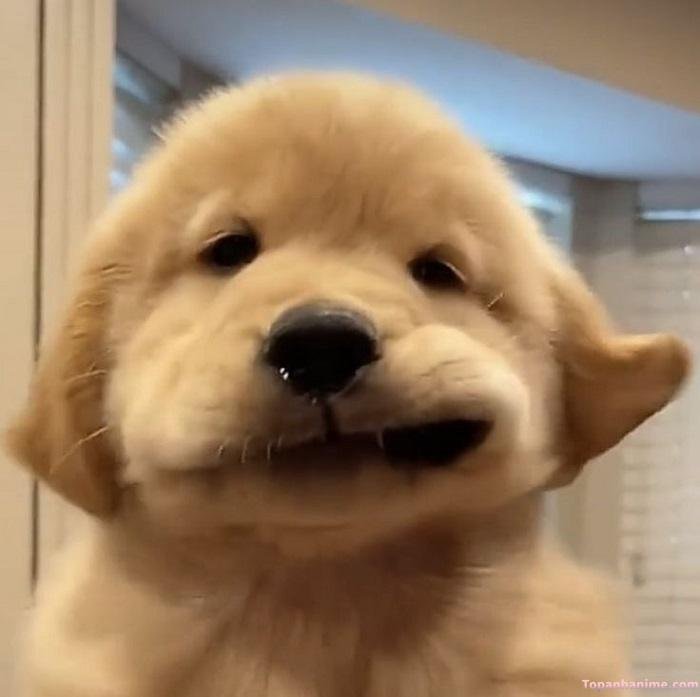 meme chó cười nhếch