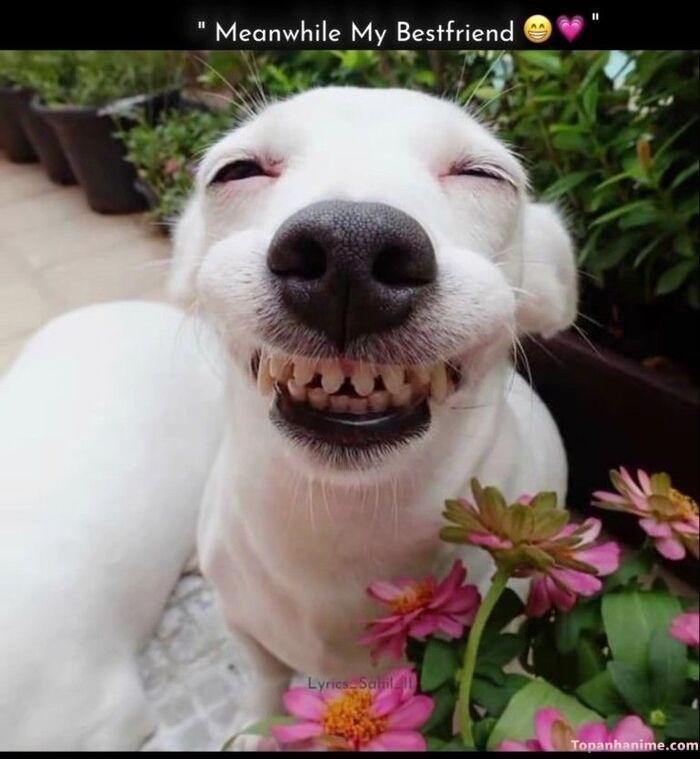 meme chó cười nhìn buồn cười nhất