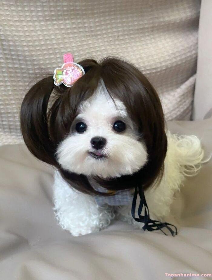 meme chó cười nhìn cạn lời