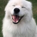 meme chó cười nhìn cuti