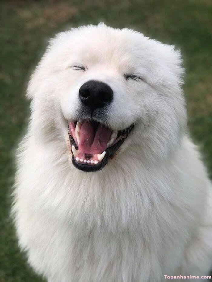 meme chó cười nhìn cuti