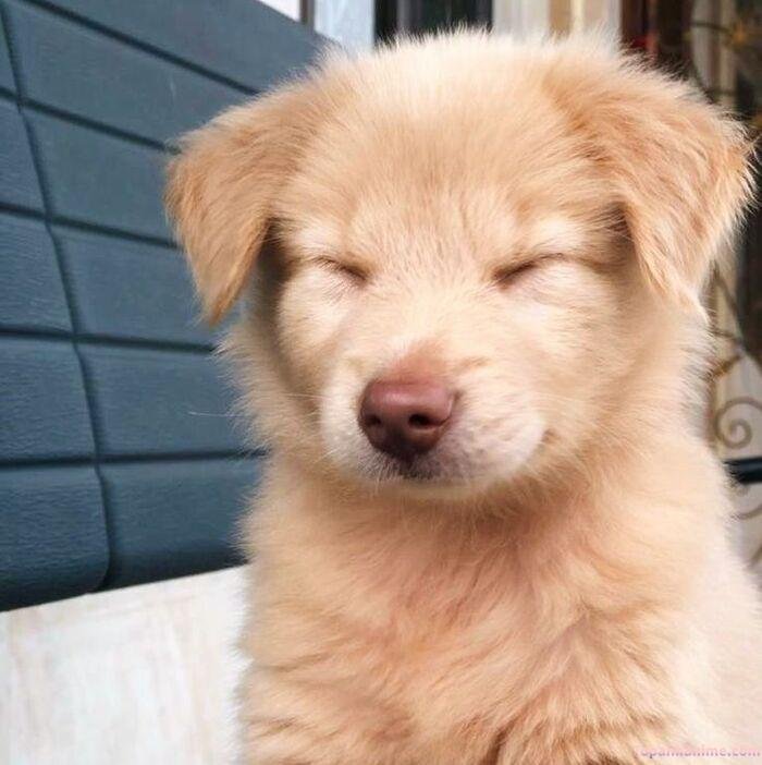 meme chó cười nhìn đẹp