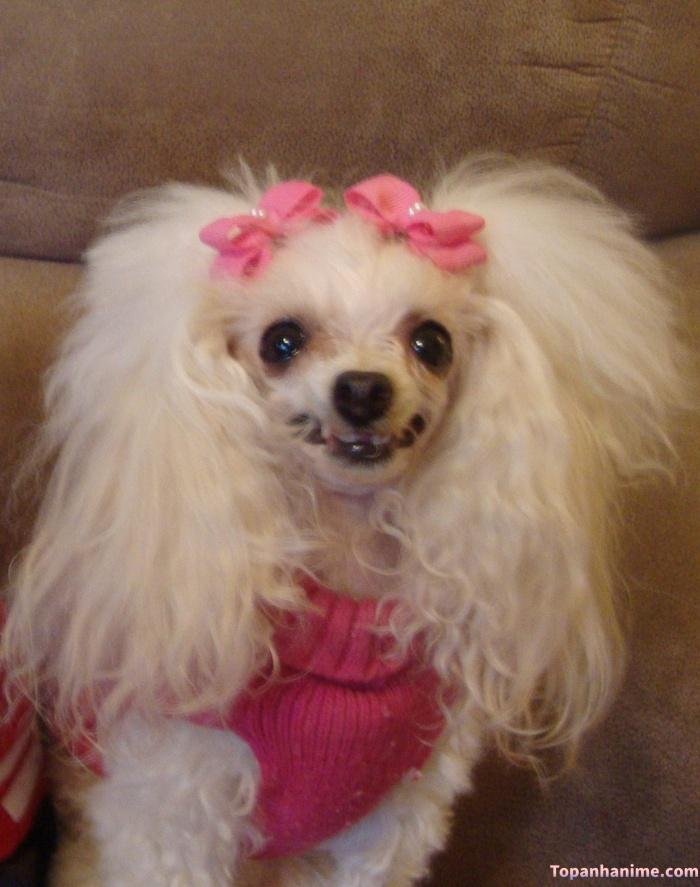 meme chó cười nhìn gian gian