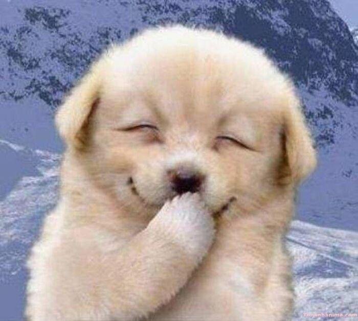 meme chó cười nhìn hài