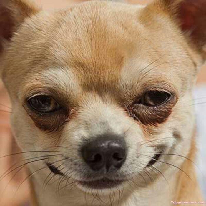 meme chó cười nhìn siêu cuti