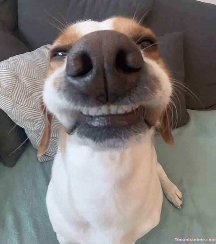 meme chó cười siêu đáng yêu