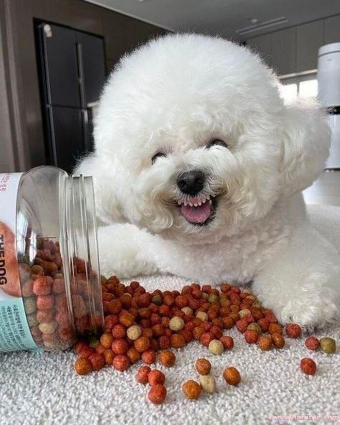 meme chó cười siêu hài