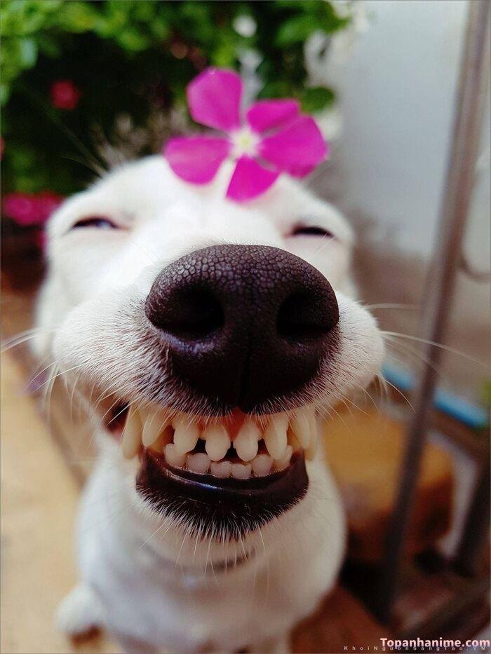 meme chó cười vibe cà khịa