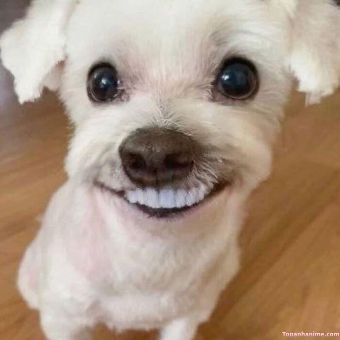 meme chó cười viral nhất