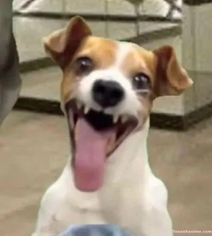 meme chó cười viral