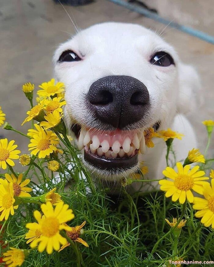 meme chó cười
