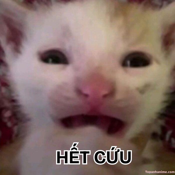 meme hết cứu nhìn chấm hết