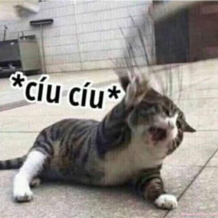 meme hết cứu nhưng buồn cười