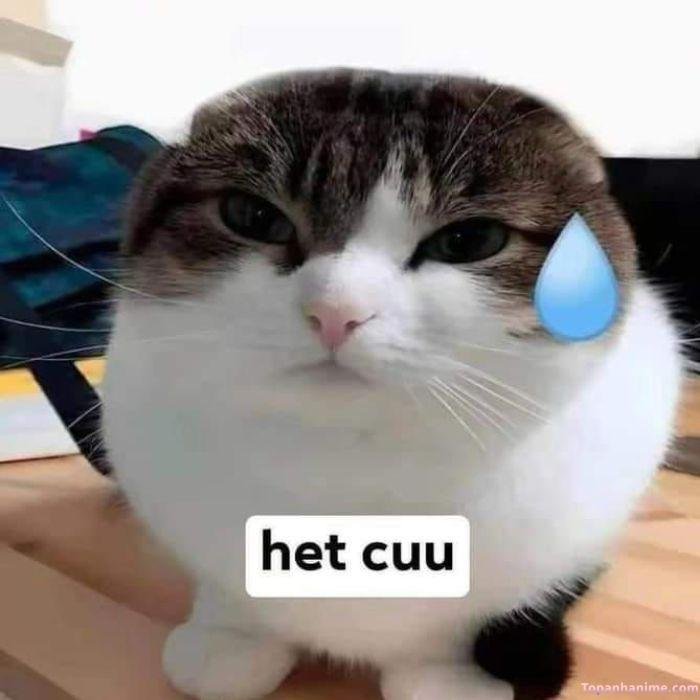 meme hết cứu nhưng vui