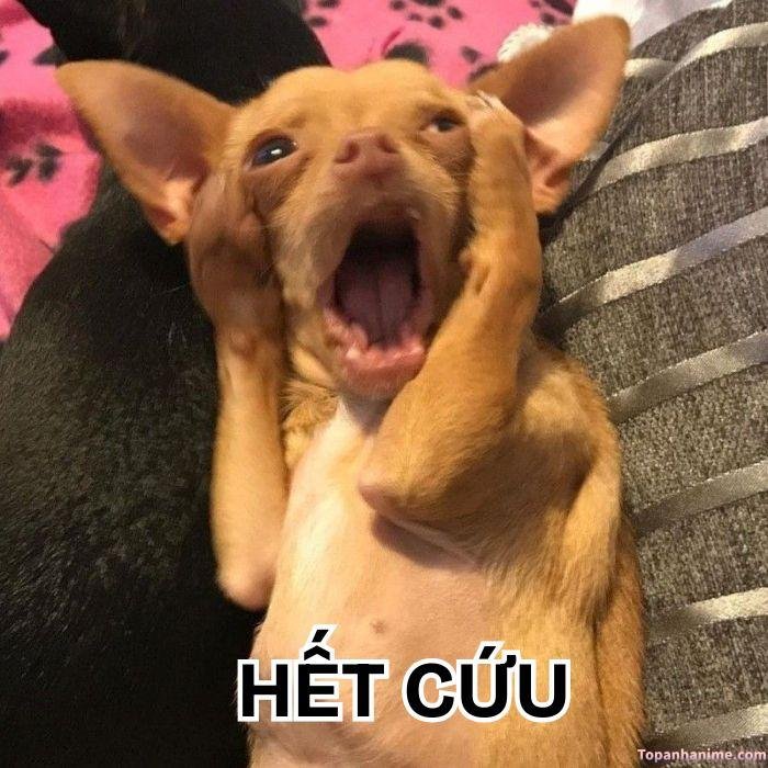 meme hết cứu vì quá ngu