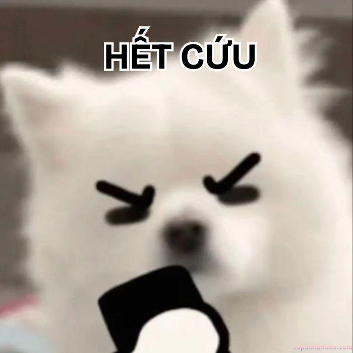 meme hết cứu vibe chán nản