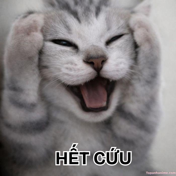 meme hết cứu vibe internet