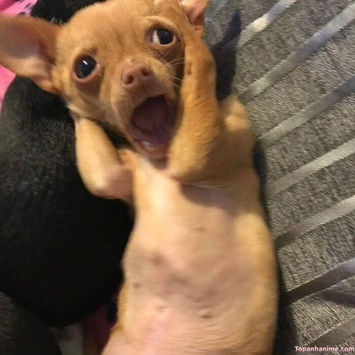 meme khinh bỉ ánh mắt khinh