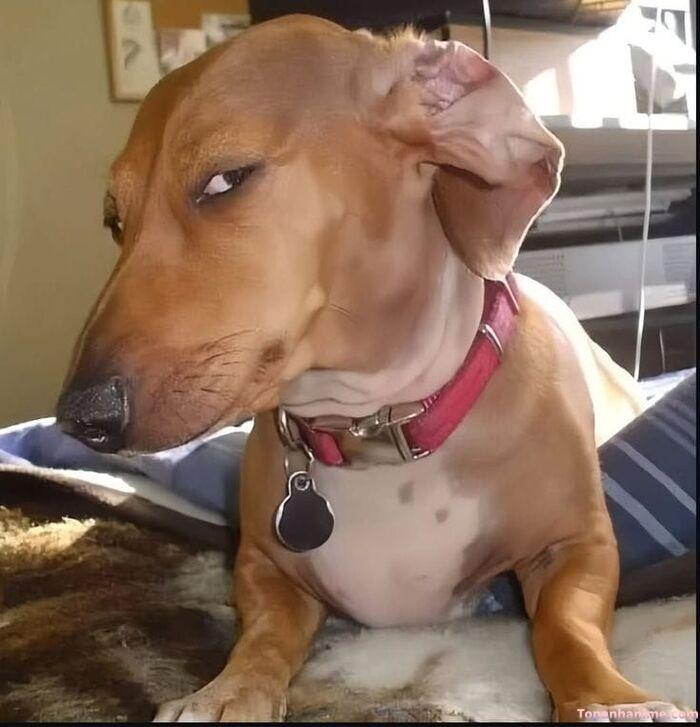 meme khinh bỉ kiểu chán ghét