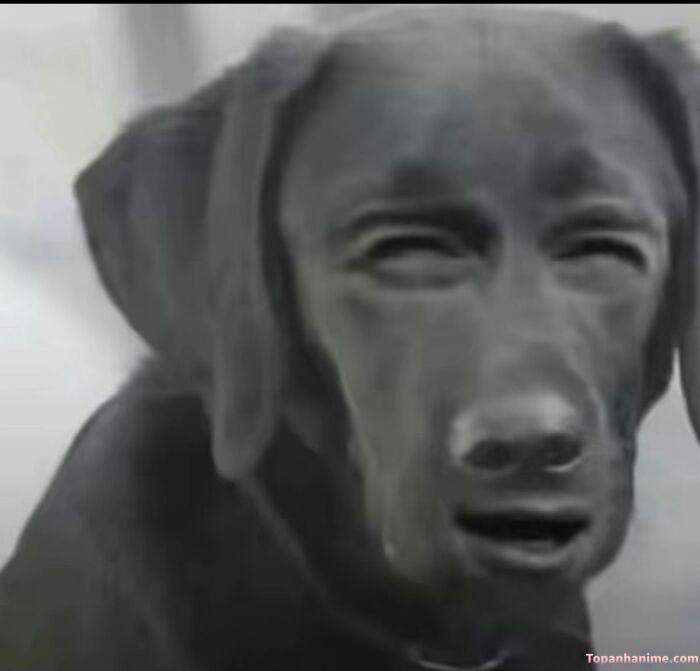 meme khinh bỉ nhìn cười đểu