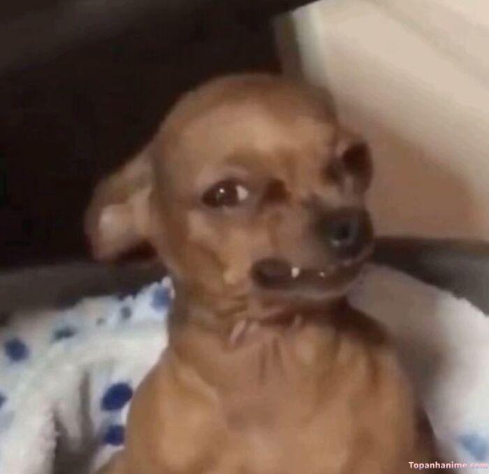 meme khinh bỉ nhìn không nói gì