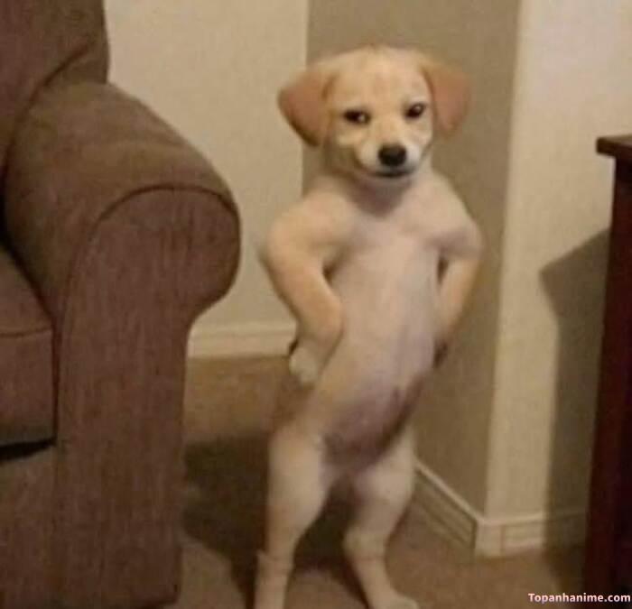 meme khinh bỉ nhưng vui