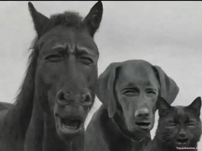 meme khinh bỉ style lầy lội