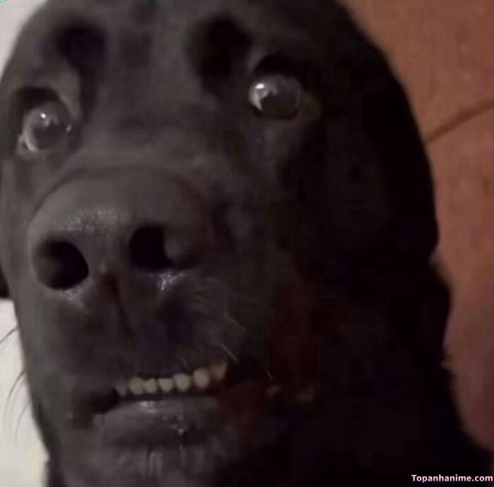 meme khinh bỉ vibe coi thường nhẹ