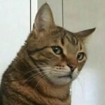 meme liếc ánh nhìn lạnh