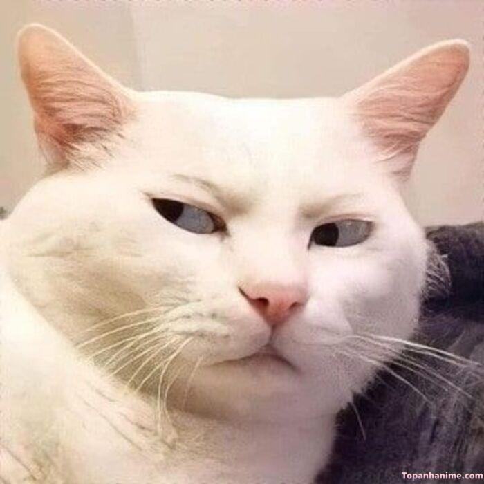 meme liếc biểu cảm lố