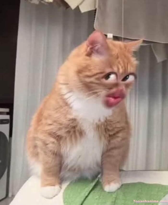 meme liếc nhưng hài