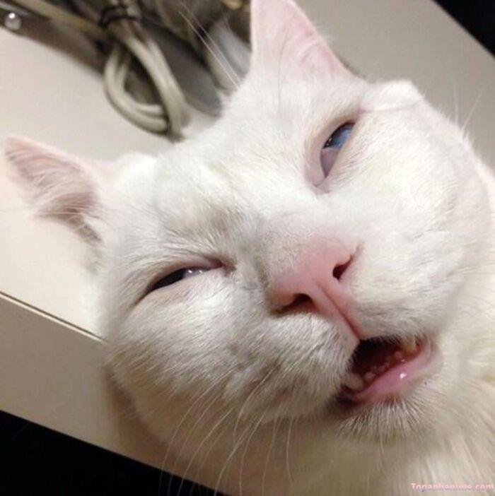 meme liếc nhưng vui