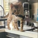 meme mèo cầm dao siêu bựa