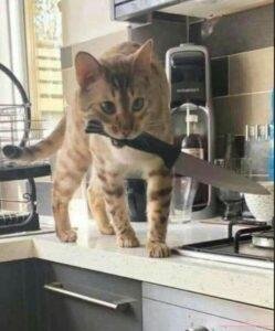 meme mèo cầm dao siêu bựa