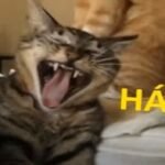 meme mèo cười siêu cute