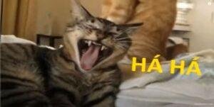 meme mèo cười siêu cute
