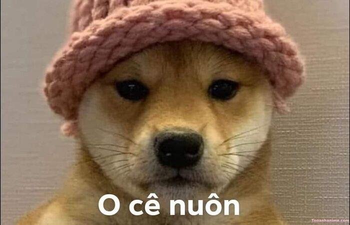meme ok chó