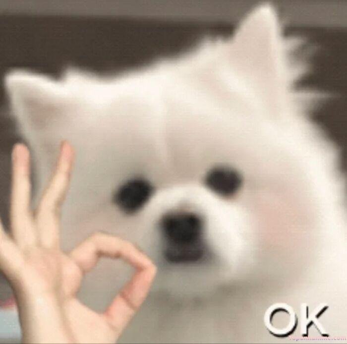 meme ok nhìn bất lực