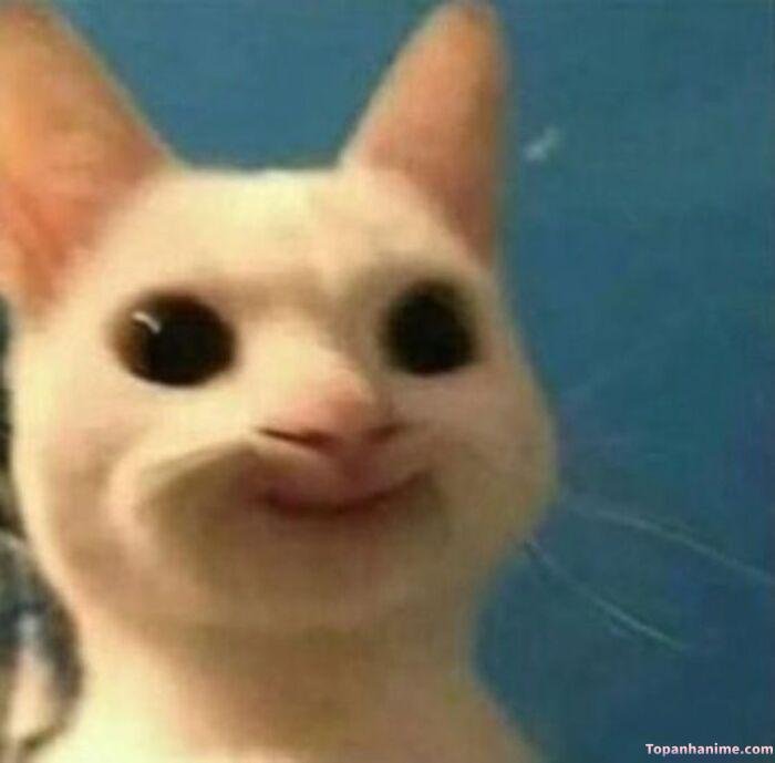 meme ok nhìn vô tri