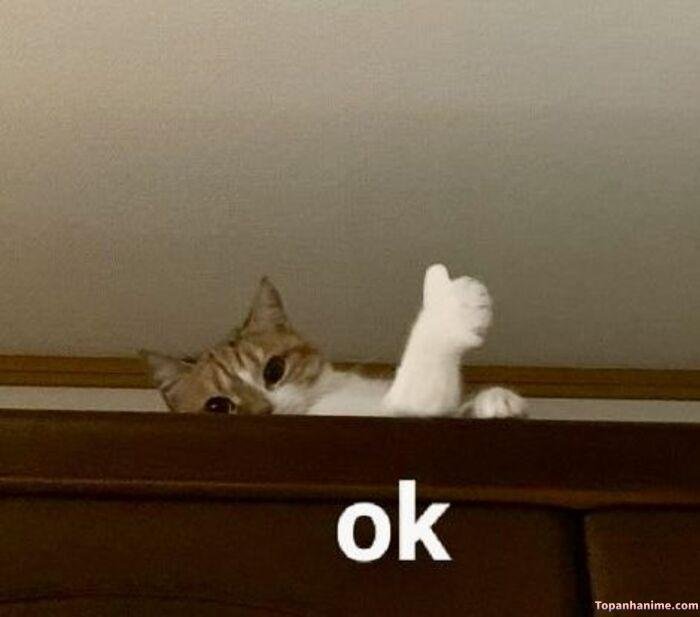 meme ok vibe miễn cưỡng