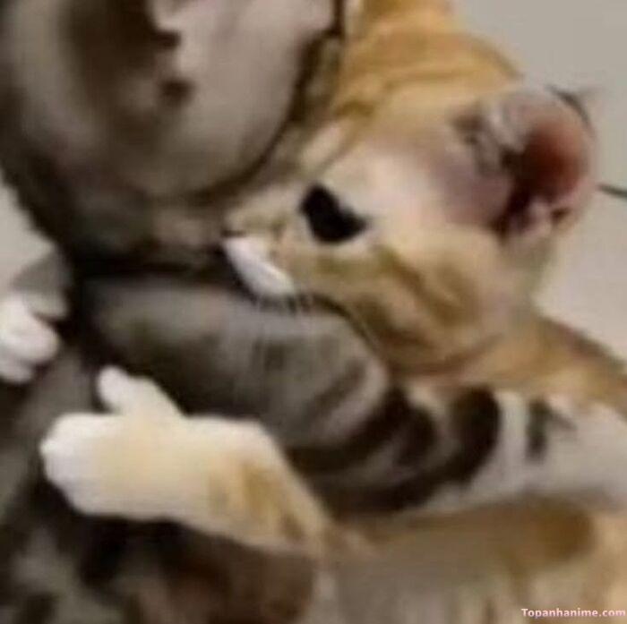 meme ôm biểu cảm đáng yêu