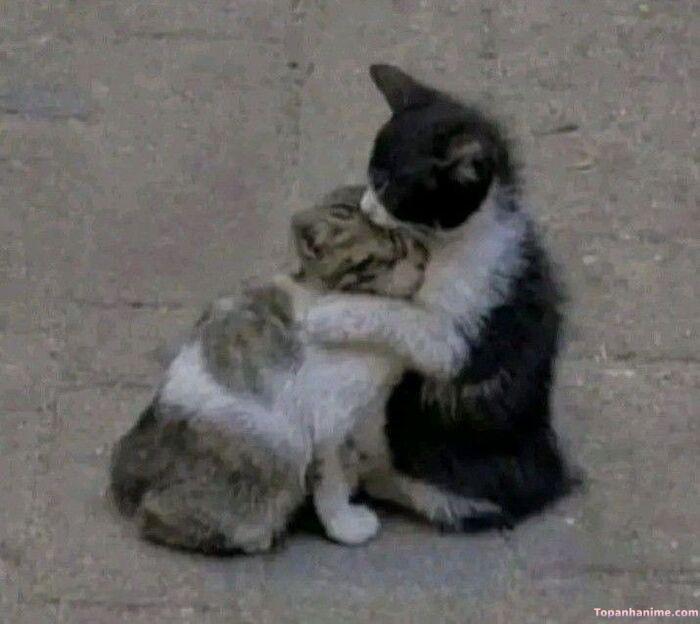 meme ôm dễ thương