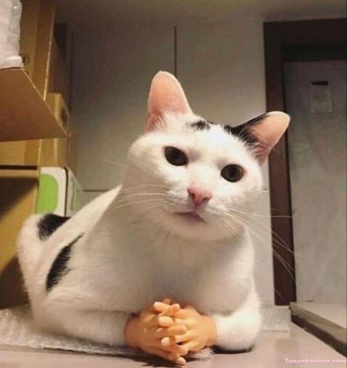 meme suy nghĩ nhìn hài hước mèo