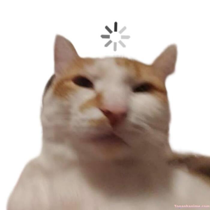 meme suy nghĩ nhưng vui mèo cute