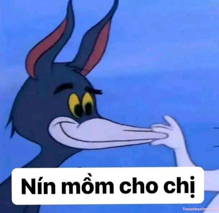 meme suỵt biểu cảm lố mèo tôm