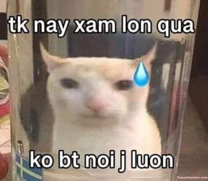 meme suỵt biểu cảm lố mèo