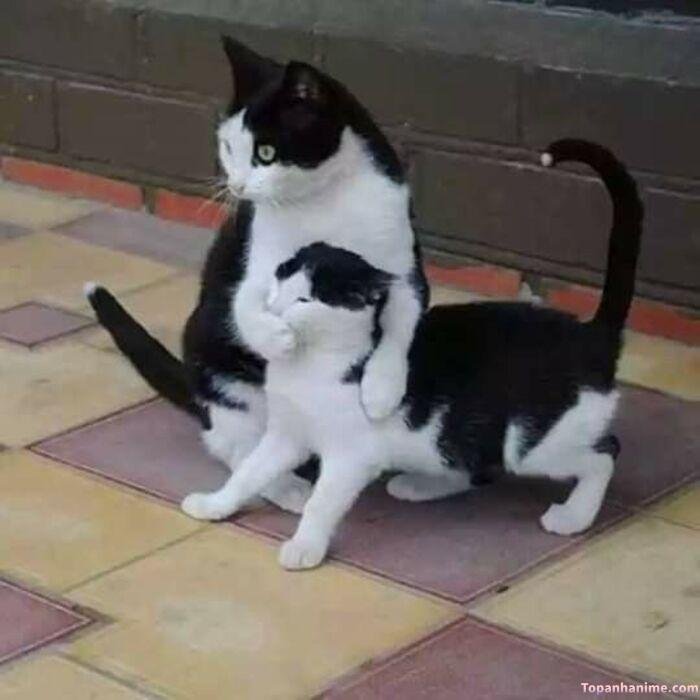 meme suỵt biểu cảm lố