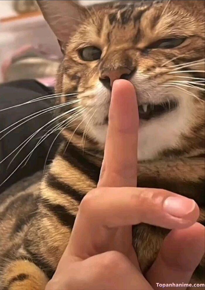 meme suỵt kiểu giữ kín